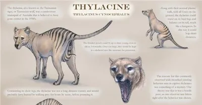 Генетики намерены воскресить тасманийского волка, вымершего почти 100 лет  назад — Новые Известия - новости России и мира сегодня