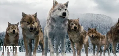 LOUPS. | Twilight wolf, Twilight wolf pack, Twilight