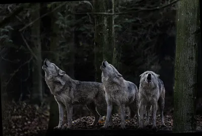 Косплей Сумерки Дневники вампира Тайлер Lockwood Hybird Wolf маска на всю  голову унисекс поддельные Cos представление | AliExpress