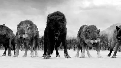 Pin by Тарас Захаренко on Фото | Twilight wolf, Twilight wolf pack, Wolf dog