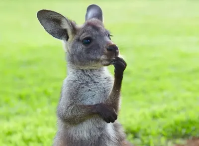 Как выглядит сумка кенгуру🦘 | By Люблю Мир | Facebook