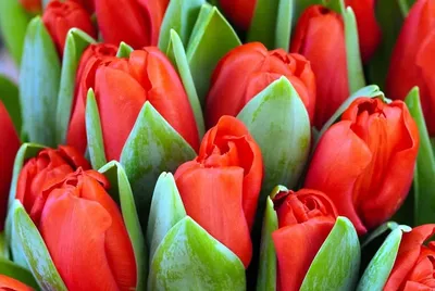 Магазин ЦВЕТОЧНЫЙ РАЙ в Барановичах - все цветы для вас 8 марта