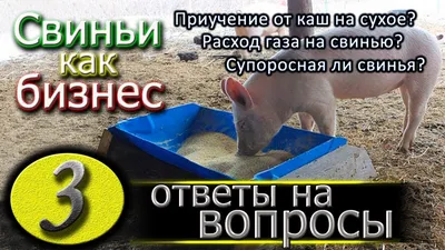 Отравление свиней - avamarket.com.ua