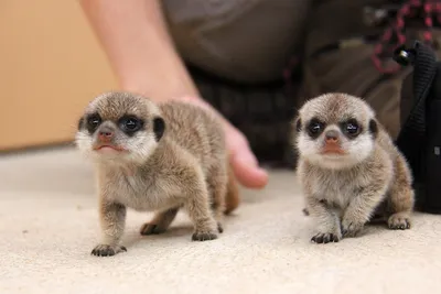 В австралийском зооопарке Taronga пополнение: два малыша-суриката | Пикабу
