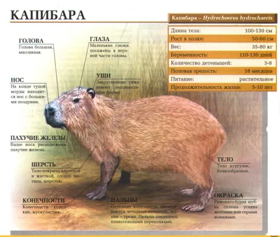 КАПИБАРА Капибара - НуНгосИоегия hydroc.hiw.ris ГОЛОВА ГЛАЗА I Маленькие  глазки посажены в верх / живность :: Реактор познавательный :: Капибара  (капибары) / смешные картинки и другие приколы: комиксы, гиф анимация,  видео, лучший интеллектуальный юмор.