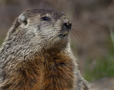 Лесной сурок (лат. Marmota monax). Фотографии сурков