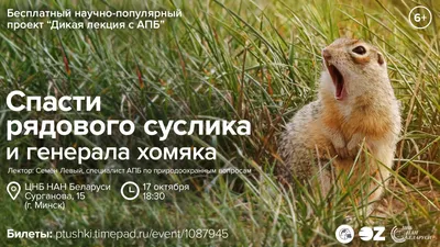 Хомяк их м/ф Хома и Суслик. | Хомяк, Валяние, Мягкие игрушки