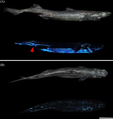Одна из самых необычных рыб – Бархатнобрюхая светящаяся акула | Рыбалка -  рыбалочка! | Дзен