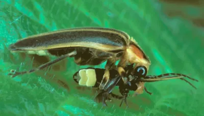 Светлячок-фотурис: Самое хитрое насекомое, что я встречал. Сложнейшая схема  убийств и соблазнений | Пикабу