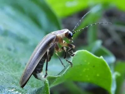 Светлячок насекомое в России - 31 фото: смотреть онлайн