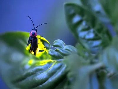 Светлячок насекомое - 138 фото