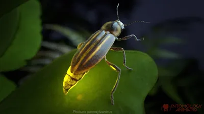 Светлячок жук - 70 фото