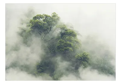 Фотообои - Foggy Amazon, 250x175 цена | 220.lv