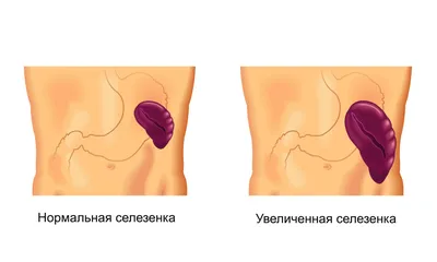 Субпродукты — Википедия