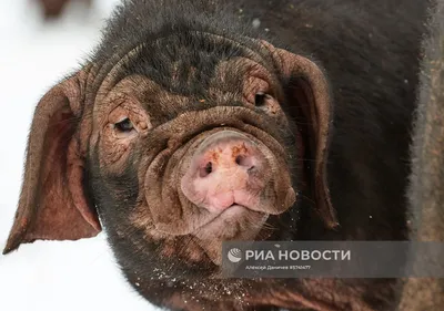 Несколько Свиней В Свинарнике На Ферме — стоковые фотографии и другие  картинки Свинья - Копытное животное - Свинья - Копытное животное, Ферма,  Амбар - iStock