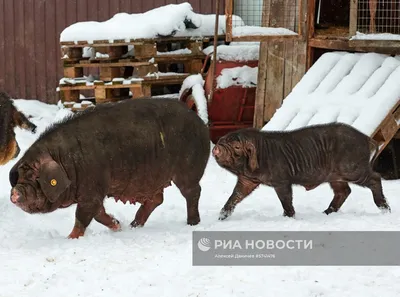 Ферма свиней стоковое фото. изображение насчитывающей свиньи - 47671042