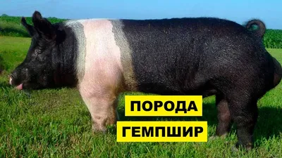 Продам ПОРОСЯТА породы МАНГАЛ, Одесская обл., Поросята — Agrotorg