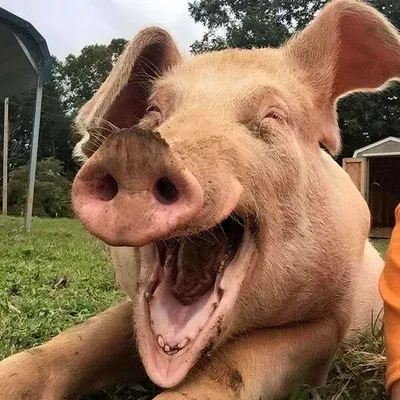 Свиньи смешные фото