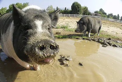 Танцующие свиньи в грязи» — создано в Шедевруме