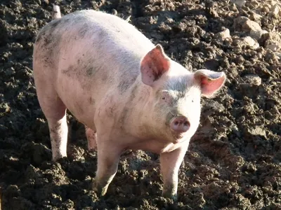 Свиньям валяться в грязи приказывают гены - KP.RU