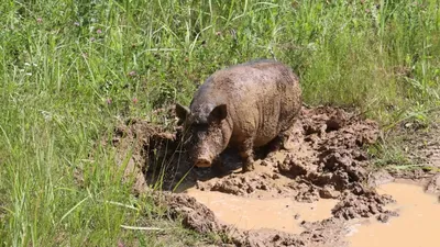 2 свиньи валяются в ванне грязи на горячий день. Стоковое Фото -  изображение насчитывающей ферма, рыльце: 32605170