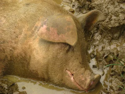 Свиньи в грязи стоковое фото. изображение насчитывающей фермы - 27793178