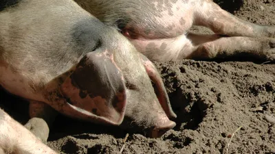 Могут ли Свиньи потеть? | Природный Уголок | Дзен