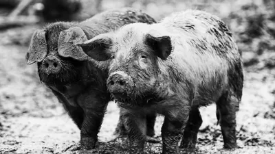 Бесплатные Свиньи в грязи стоковые фотографии | FreeImages