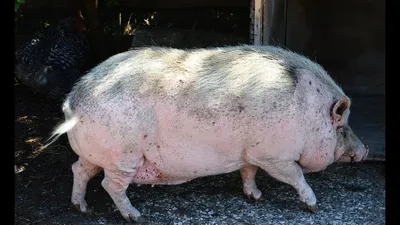 Свиньи в луже грязи стоковое изображение. изображение насчитывающей свинина  - 192645975