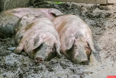 Свинья купается в грязи» — создано в Шедевруме