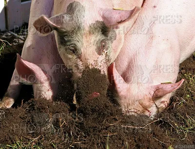 Свиньи в грязи стоковое изображение. изображение насчитывающей гадостно -  30650751