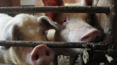 Свиньи помогли сородичам выбраться из заточения. Но не факт, что из-за  эмпатии