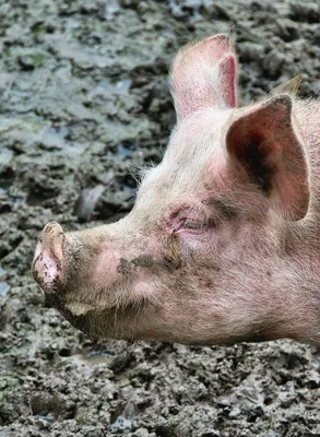 Крупный план грязной свиньи, поедающей еду в загоне, Стоковые  видеоматериалы Включая: грязь и ферма - Envato Elements