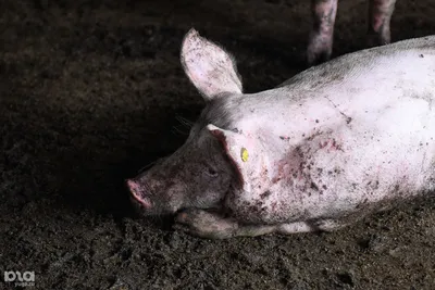 Свинья в грязи лежит» — создано в Шедевруме