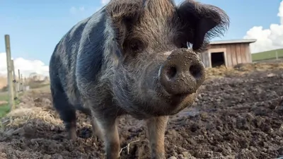 Домашняя свинья — Википедия