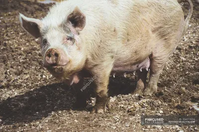 Свинья В Грязи Стоковые Фотографии | FreeImages