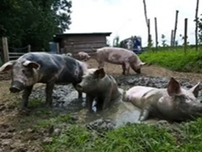 Фото: Свинья везде грязь найдет! :))) Зоосад \"Приамурский\" г.Хабаровск.  Юлия Будникова. Фото животных. Фотосайт Расфокус.ру