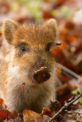 Маленькая свинья сидит в грязи | Премиум Фото