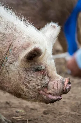 Конкурс грязной свиньи в Канаде - Газета.Ru