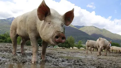 свинья в грязи, png | PNGWing