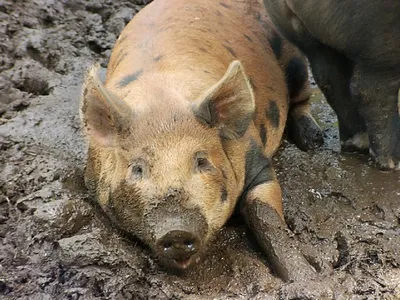 Свинья в грязи стоковое фото. изображение насчитывающей свинина - 75970022