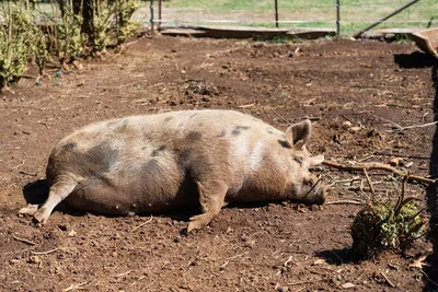 Большая свинья на ферме гуляет в грязи. На переднем плане несколько  растений., Stock Footage Включая: свинья и двор фермы - Envato Elements