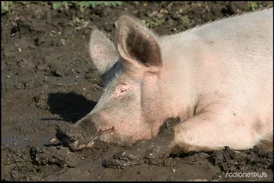 В трех районах Краснодарского края снова обнаружили животных и продукты с  африканской чумой свиней