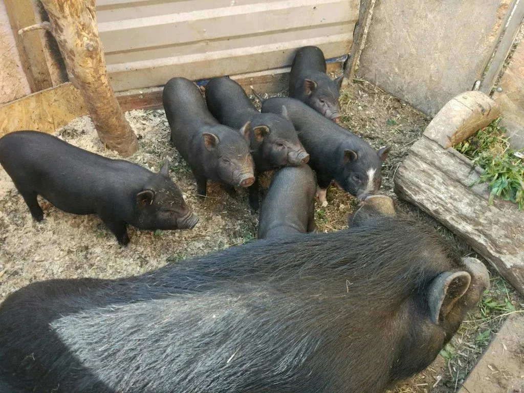 Вьетнамские продам. Вьетнамские поросята. Вьетнамская свинья. Вьетнамские поросята 1 месяц. Вьетнамские поросята 3 месяца.