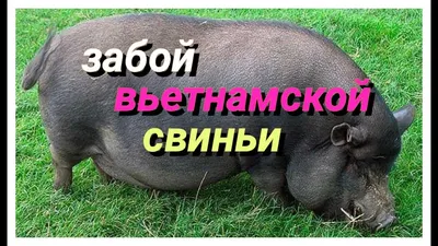 Две Молодые Вьетнамские Свиньи Едят Кукурузу — стоковые фотографии и другие  картинки Амбар - Амбар, В помещении, Взрослый - iStock