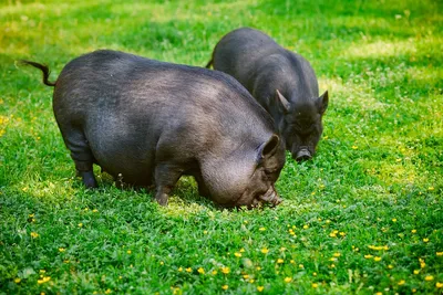 Свиньи вьетнамские вислобрюхие . две свинки: 7500 KGS ᐈ Свиньи |  Лебединовка | 74074852 ➤ lalafo.kg