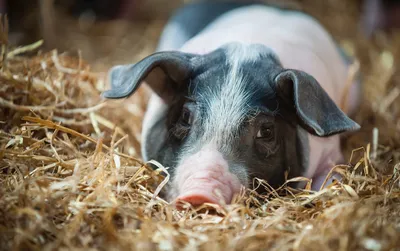 Свиньи и этика: чем опасны новые эксперименты на мозге животных | Forbes.ru