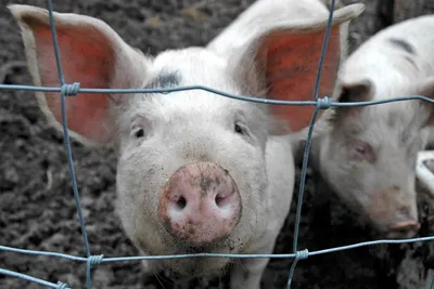 ГМ-свиньи получили одобрение в США — Naked Science