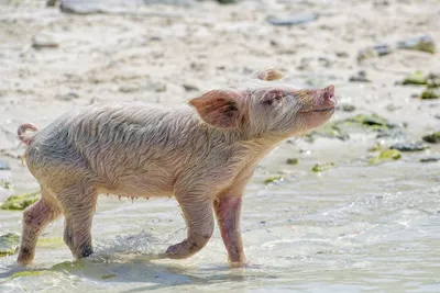 Свиньи на пляже | Пикабу