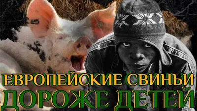 Испанские свиньи оказались дороже детей!» — яркий итог «зерновой сделки» |  Дядюшка Мосблог | Дзен